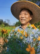 博罗六旬阿叔退休“创业梦” 种植万寿菊